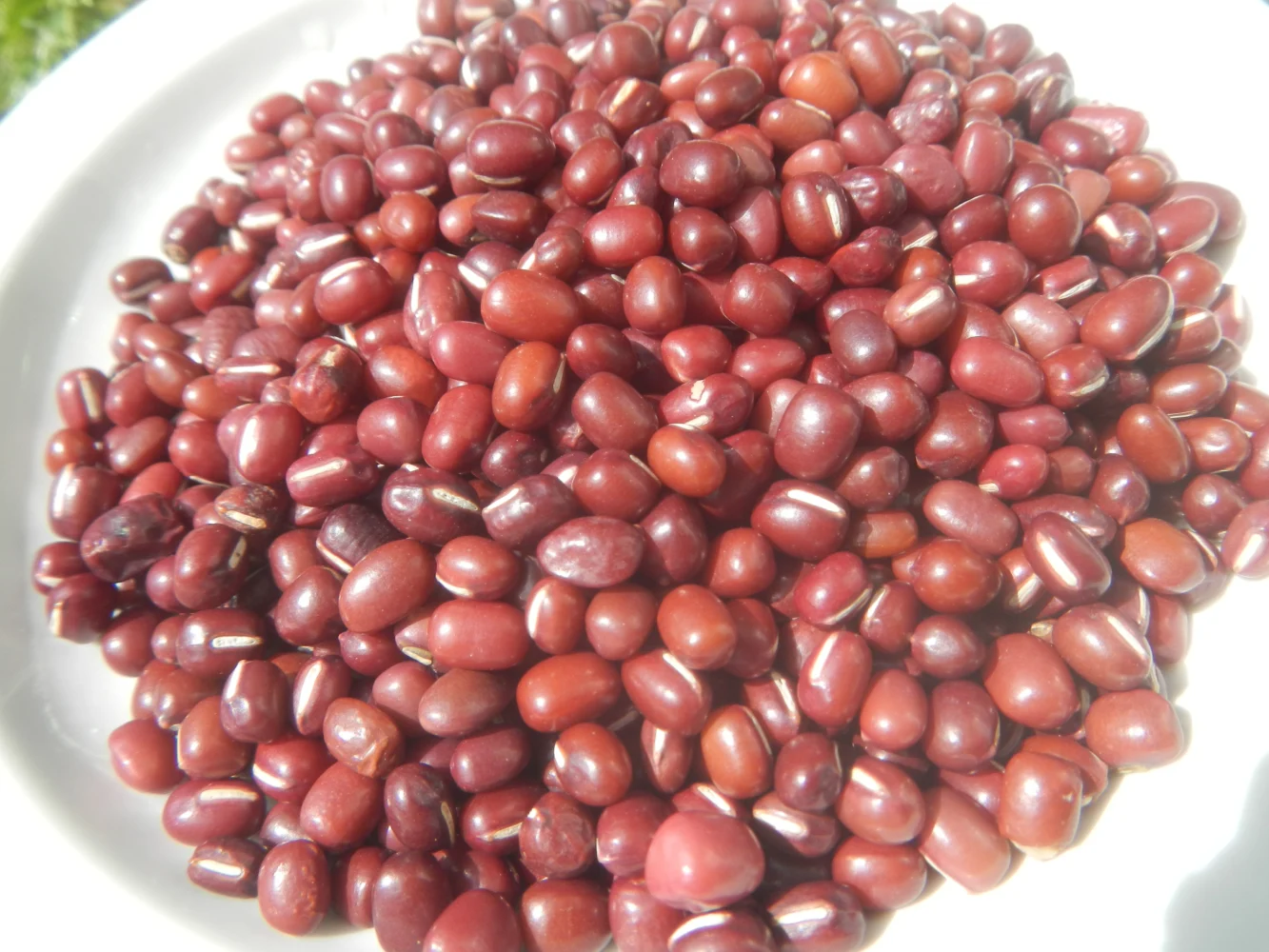Grãos de feijão azuki vermelho