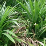 pandan folha aromatica | Comidas Asiáticas: